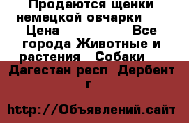 Продаются щенки немецкой овчарки!!! › Цена ­ 6000-8000 - Все города Животные и растения » Собаки   . Дагестан респ.,Дербент г.